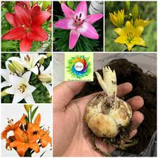 Asiatic Lily Bulbs